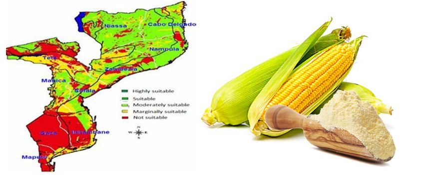 suitable area for mazie production mozambiaque