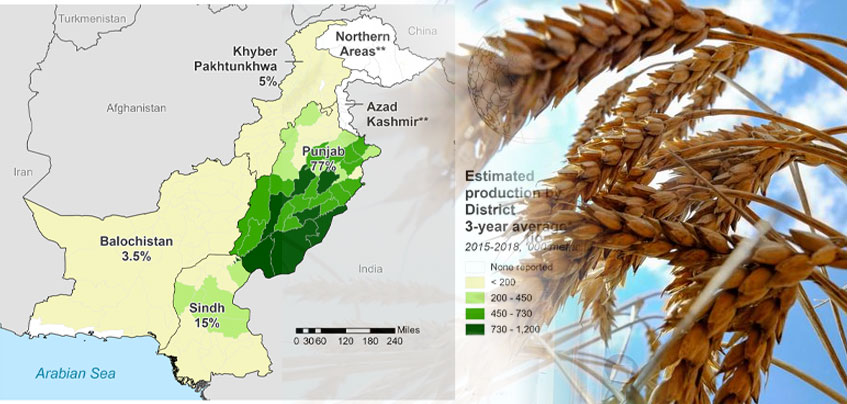 Pakistan wheat production suitable for wheat milling business