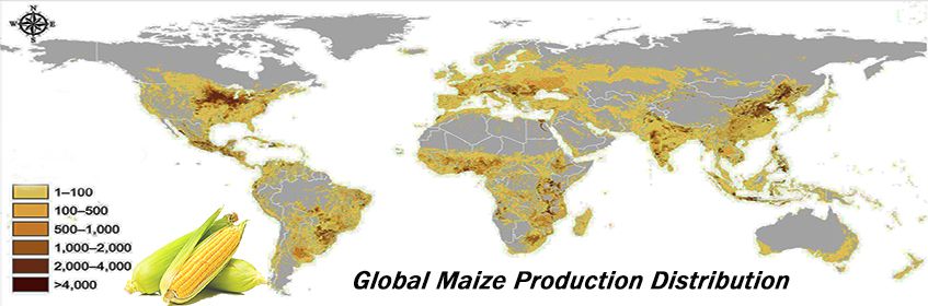 global maize production distribution