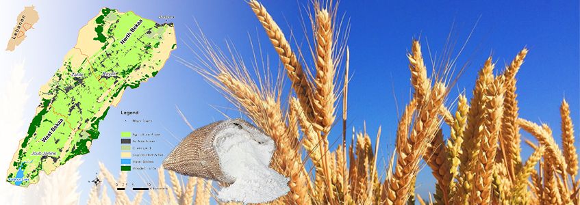 start wheat flour milling buisness in Lebanon